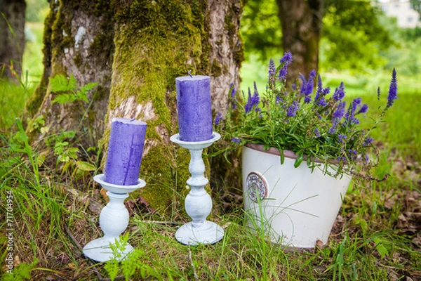 Obraz canles on grass