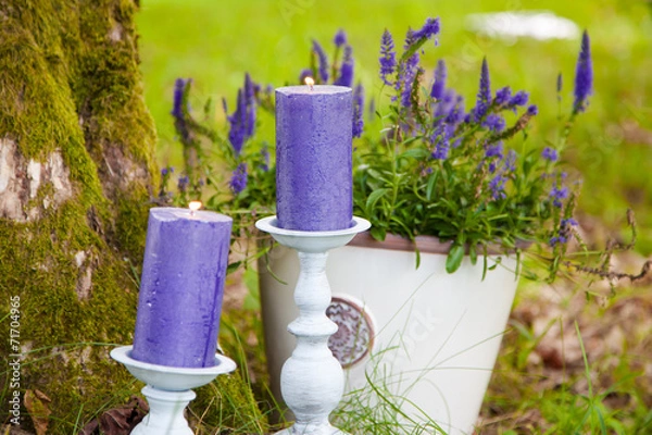 Obraz canles on grass