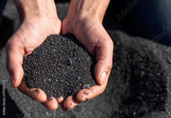 Fototapeta A person is holding a black volcanic sand in his or her hands, closeup view.