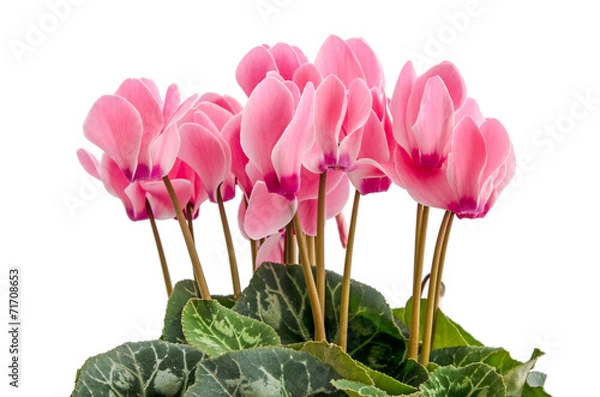 Obraz Cyclamen persicum