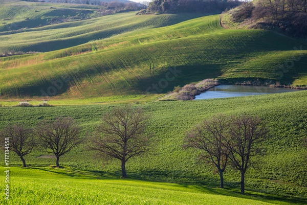 Fototapeta Beautiful Tuscany landscape in spring time with wave green hills and isolated trees. Tuscany, Italy, Europe