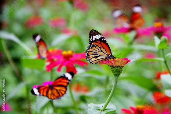 Obraz Butterfly in garden