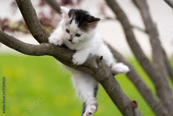 Obraz White kitten on the tree branch