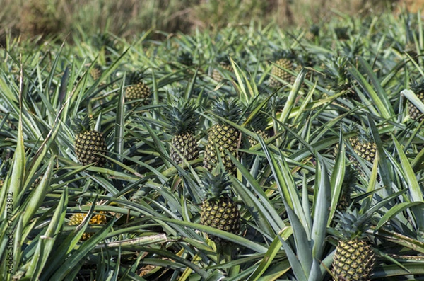 Obraz パイナップル畑