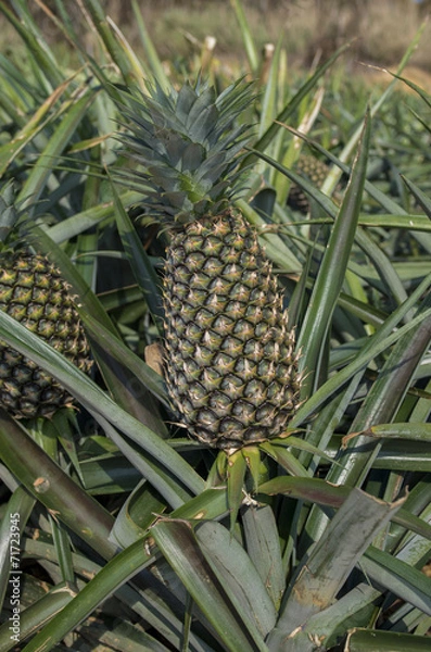 Obraz パイナップル畑