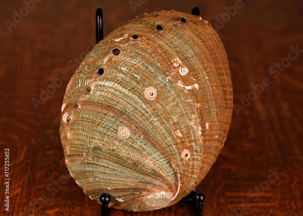 Obraz Abalone Shell, Green on dark oak table. with barnacles and muscle scar.