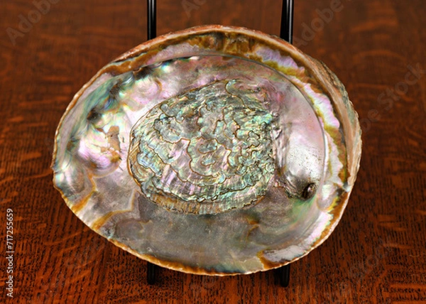 Obraz Abalone Shell, Green on dark oak table. with barnacles and muscle scar.