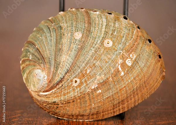 Obraz Abalone Shell, Green on dark oak table. with barnacles and muscle scar.