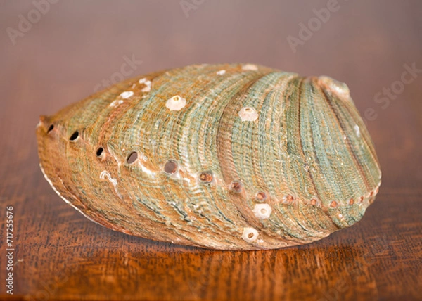 Obraz Abalone Shell, Green on dark oak table. with barnacles and muscle scar.