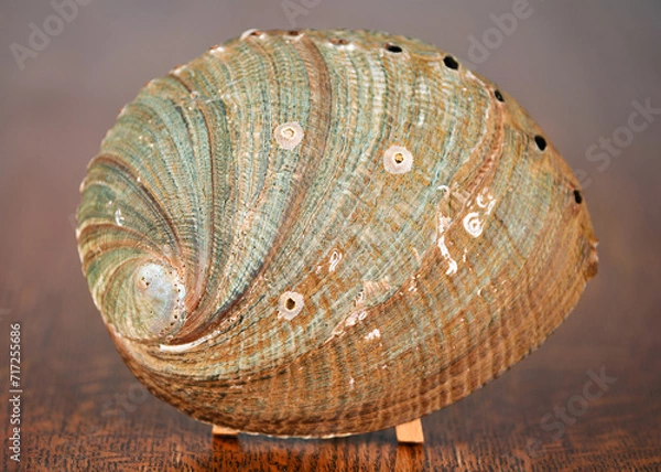 Obraz Abalone Shell, Green on dark oak table. with barnacles and muscle scar.