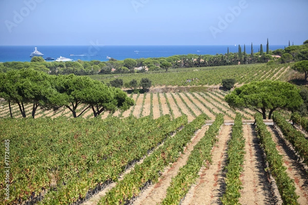 Fototapeta st tropez