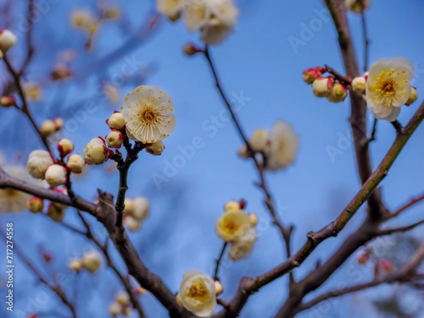 Fototapeta 早咲きの白梅がちらほらと咲く