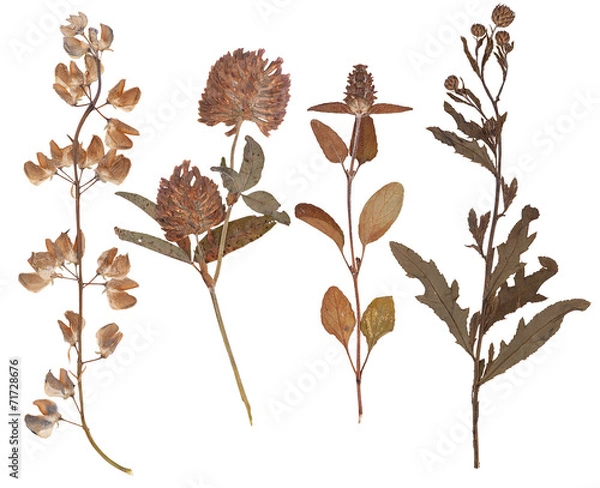 Obraz Set of wild dry pressed flowers and leaves