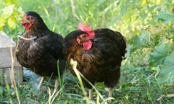 Obraz Poules