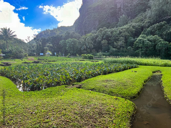 Fototapeta Restored lo’i kalo (taro field) in Haena State Park in Kauai.