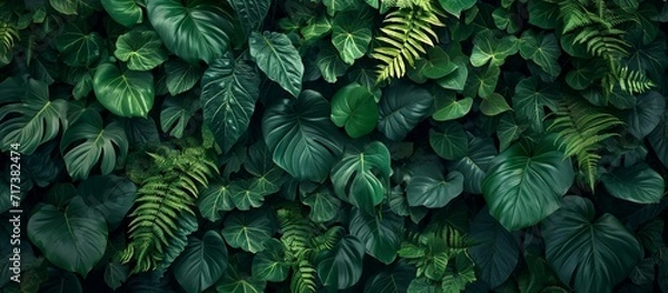 Obraz Dark green plants growing in a lush foliage background of tropical leaves like anthurium, epiphytes, or ferns, forming a beautiful green plant wall design in a cloud forest.