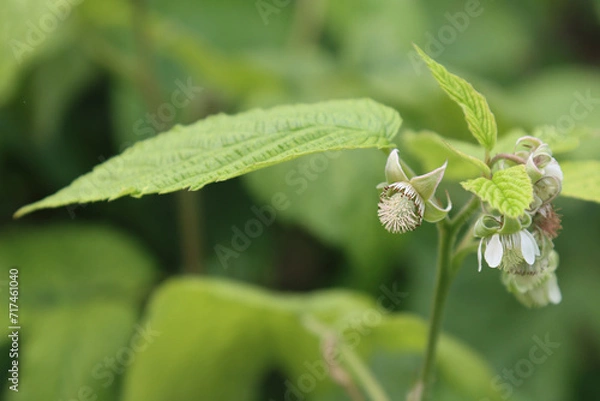Fototapeta Blooming wild raspberry bush.