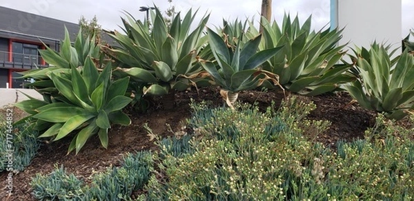 Fototapeta Succulents