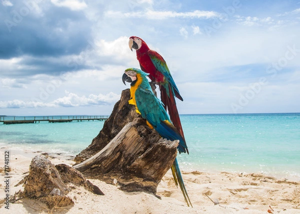 Fototapeta pappagallo 4