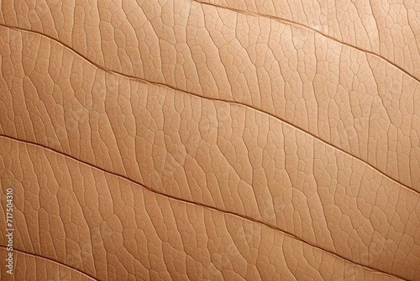 Fototapeta leaf background, leaf surface, leaf texture, leaf material, sleaf floor