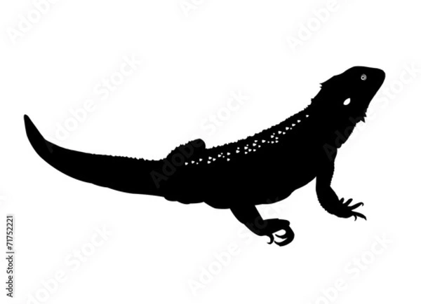 Fototapeta Bearded dragon