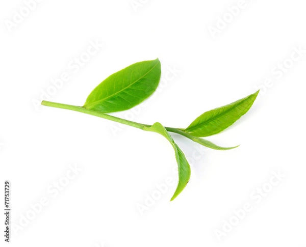 Fototapeta tea leaf isolated on white background