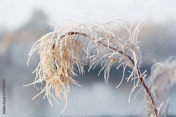 Obraz Ветка в инее на фоне осеннего леса