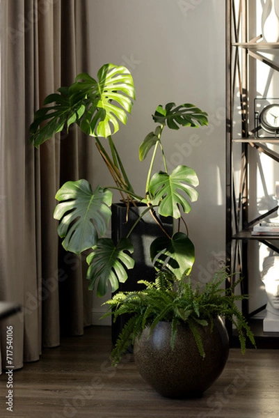 Fototapeta Monstera and fern in the living room interior in the light from the window