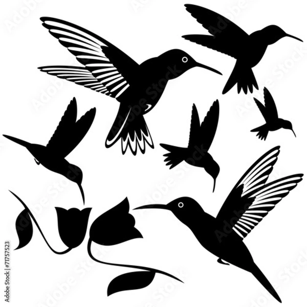 Fototapeta Hummingbird