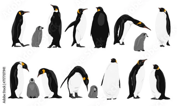Obraz Collection of emperor penguins and their chicks. Emperor penguins Aptenodytes forsteri walk and stand. Realistic vector endemic animals of Antarctica