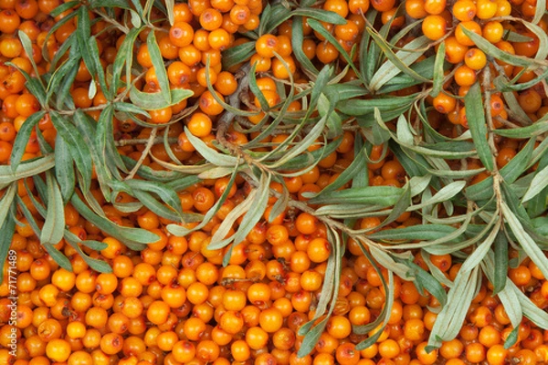 Fototapeta sea-buckthorn