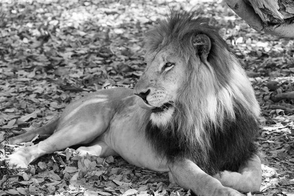 Obraz A lion is lying on the ground, he licks his nose. Looking to the left. Dead leaves on the ground and a tree on the right.
