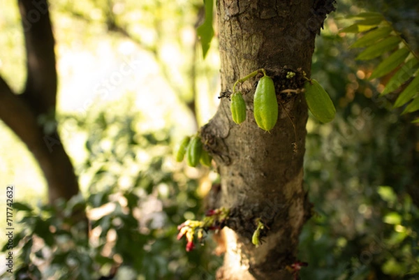 Fototapeta  bilimbi  cucumber tree 