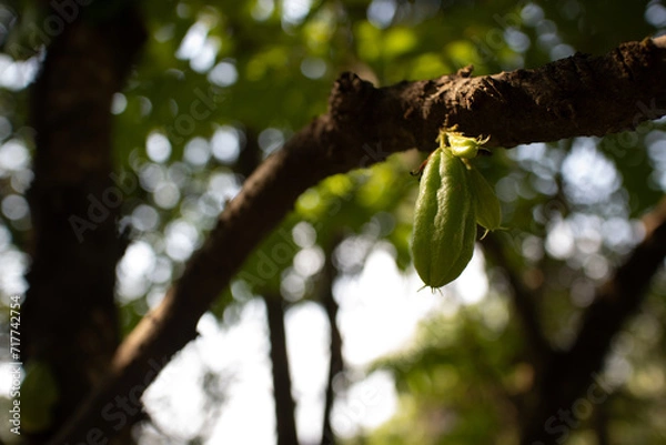 Fototapeta  bilimbi  cucumber tree 