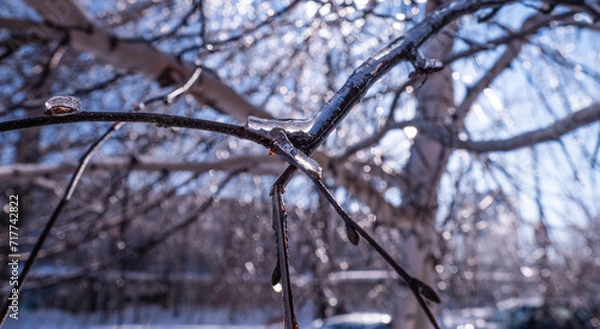 Fototapeta snow on tree