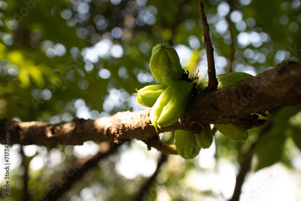 Fototapeta  bilimbi  cucumber tree 