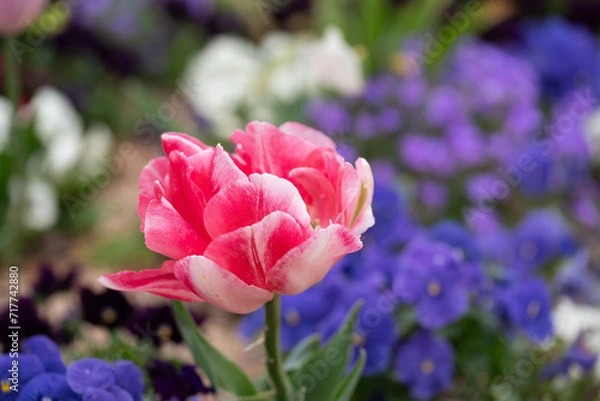 Fototapeta Beautifull prink tulip