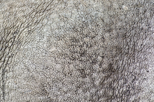 Obraz rhino skin texture