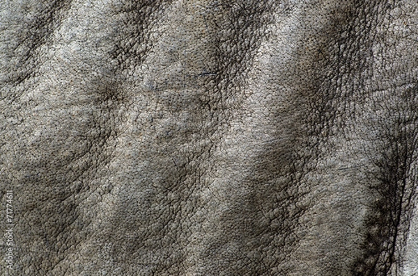 Obraz rhino skin texture