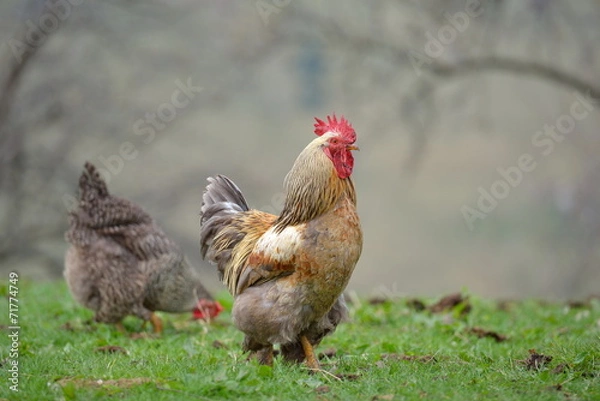 Fototapeta colorful rooster on field in spring
