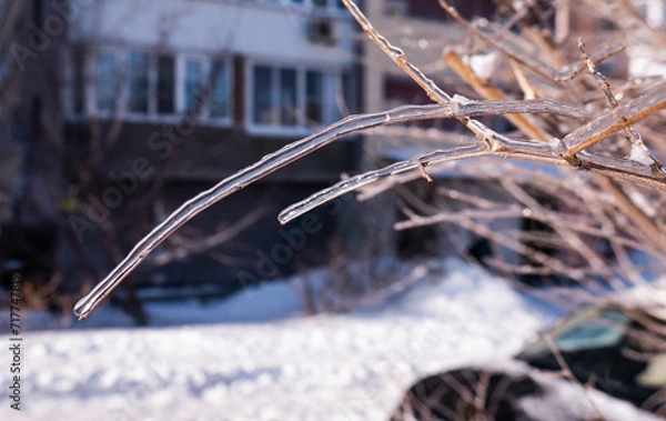 Fototapeta snow covered branches