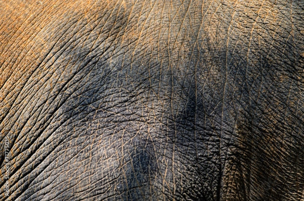 Obraz elephant skin