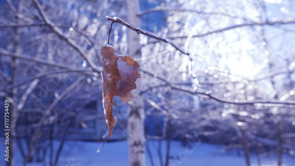 Fototapeta tree leaf