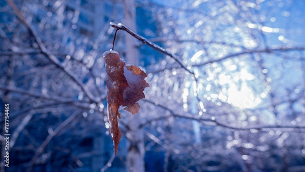 Fototapeta Frozen tree leaf