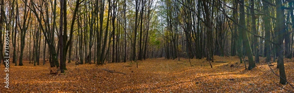 Obraz autumn forest