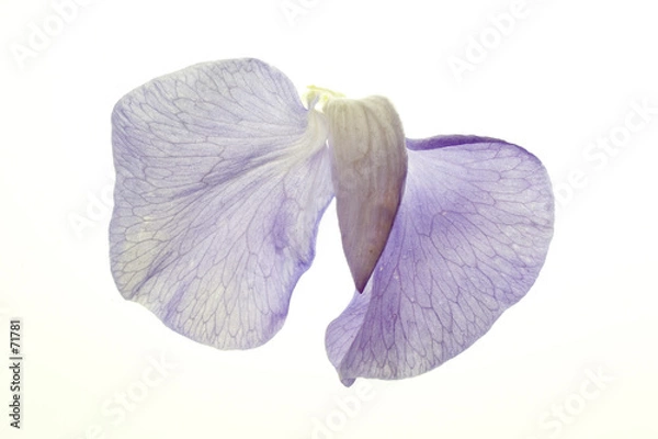 Obraz sweet pea blossom on white