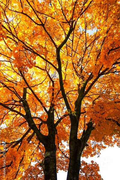 Fototapeta Old maple.