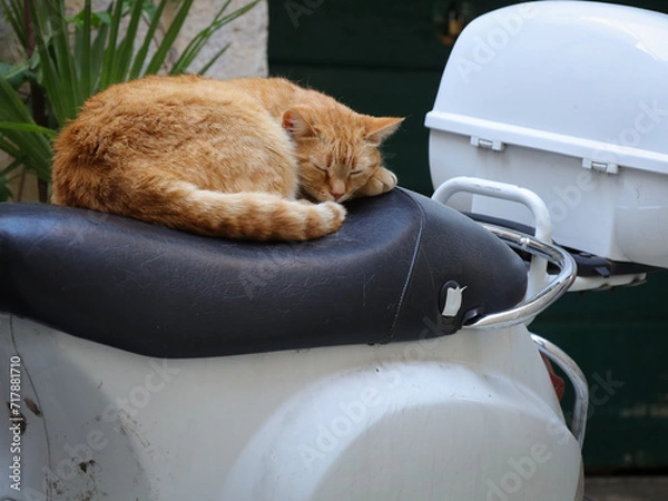 Obraz Uroczy rudy kot śpiący na siedzeniu skutera zaparkowanego na ulicy włoskiego miasta. A cute ginger cat sleeping on the seat of a scooter parked on the street of an Italian city.
