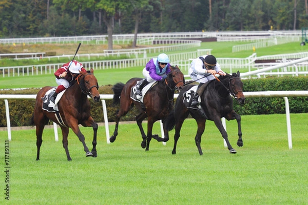 Obraz course hippique