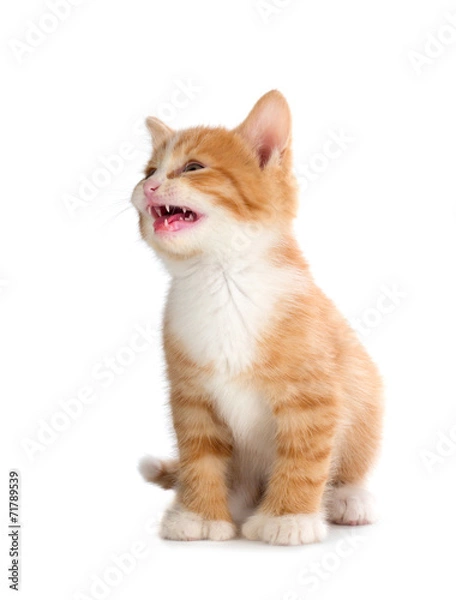 Fototapeta Cute Orange Kitten Meowing on White Background